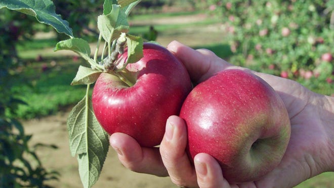 Apple picking for adults Lilylingvip porn