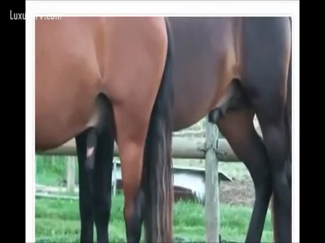 Beast porn horse Escorts quincy ma