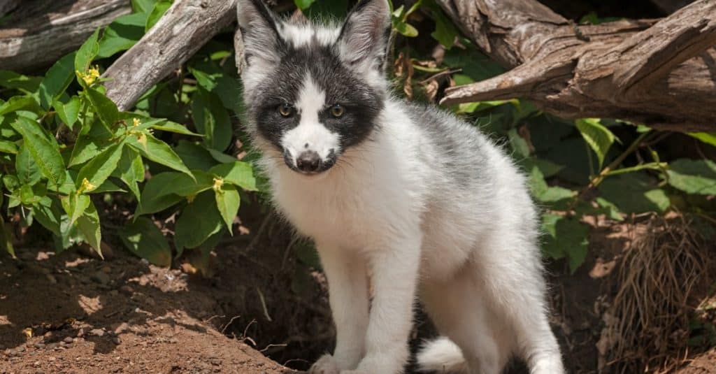 Canadian marble fox adult Hay day porn
