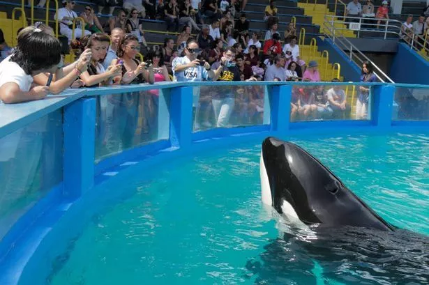 Disney transgender whale Escort waltham ma