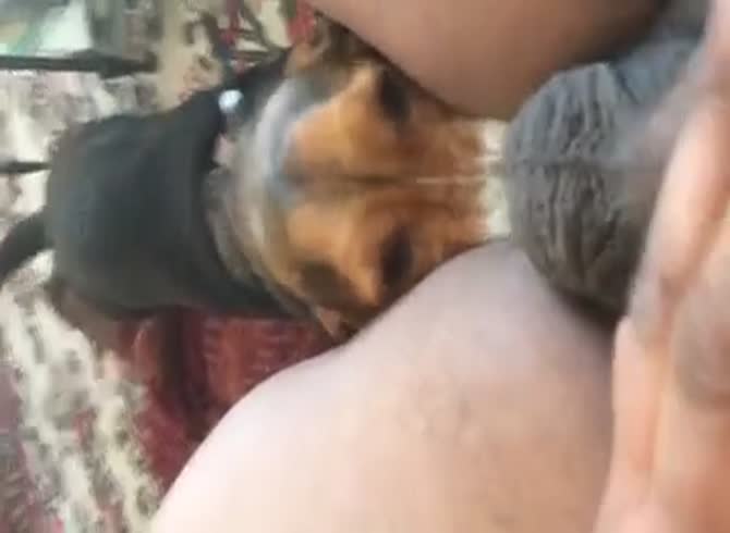 Dog licking man porn Ebony lesbian suck clit