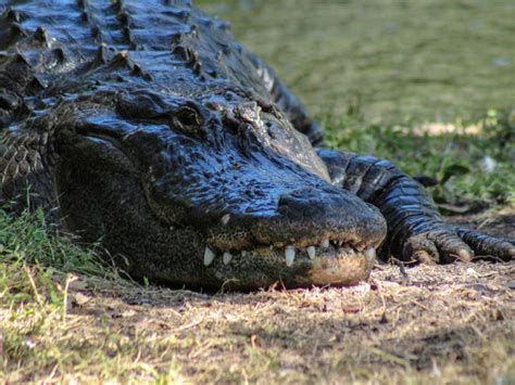 Escort toledo alligator Did tia carrere do porn