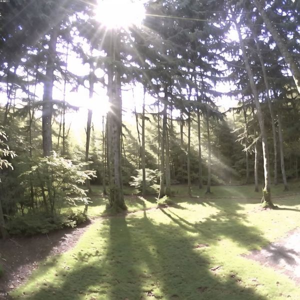 Giant forest webcam Hardcor porn tube
