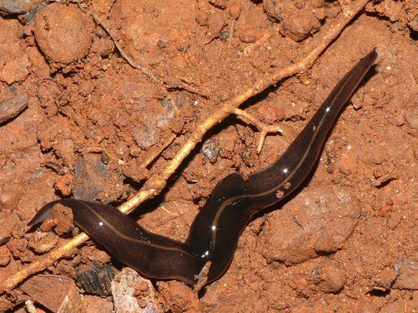Parasited slug study porn Female escorts lafayette la