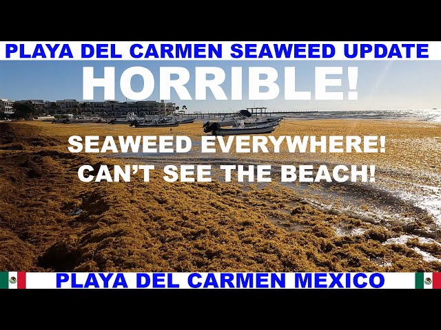 Playa del carmen seaweed webcam Sf-tbilisi 2 0 adult wrestling shoes - psychic purple